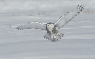 This Could Be The Winter: Snowy Owls in Minnesota