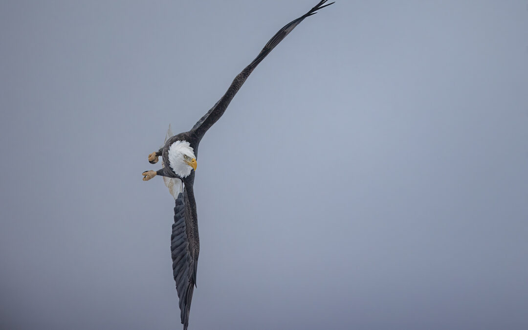 Bald Eagles Hunting Over Ice