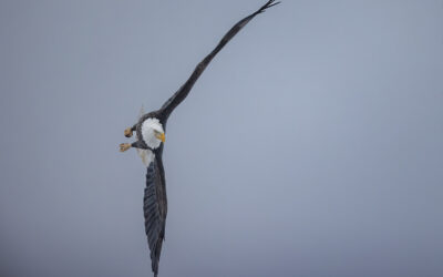 Bald Eagles Hunting Over Ice