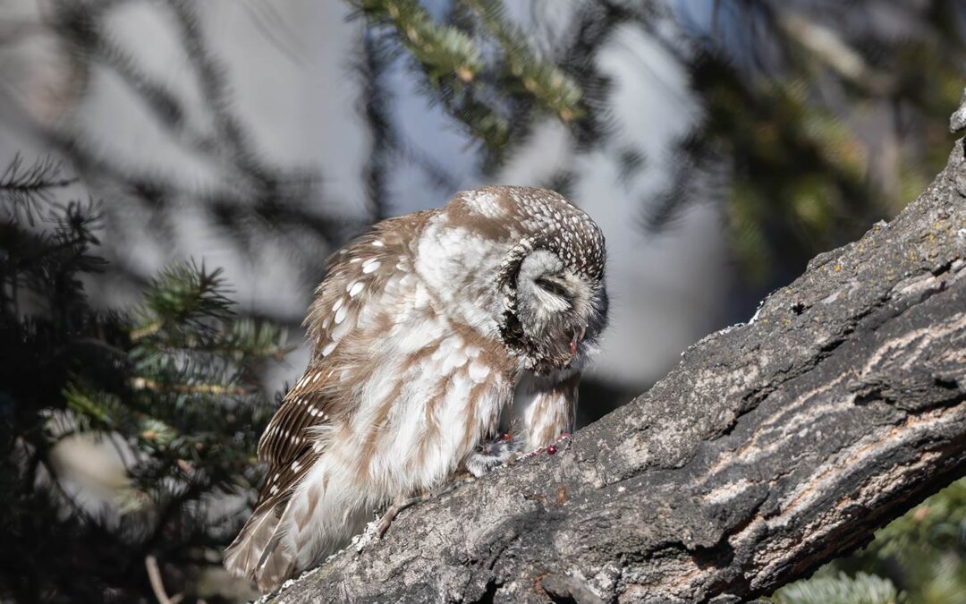 Rare Boreal Owl Eats a Rodent Video