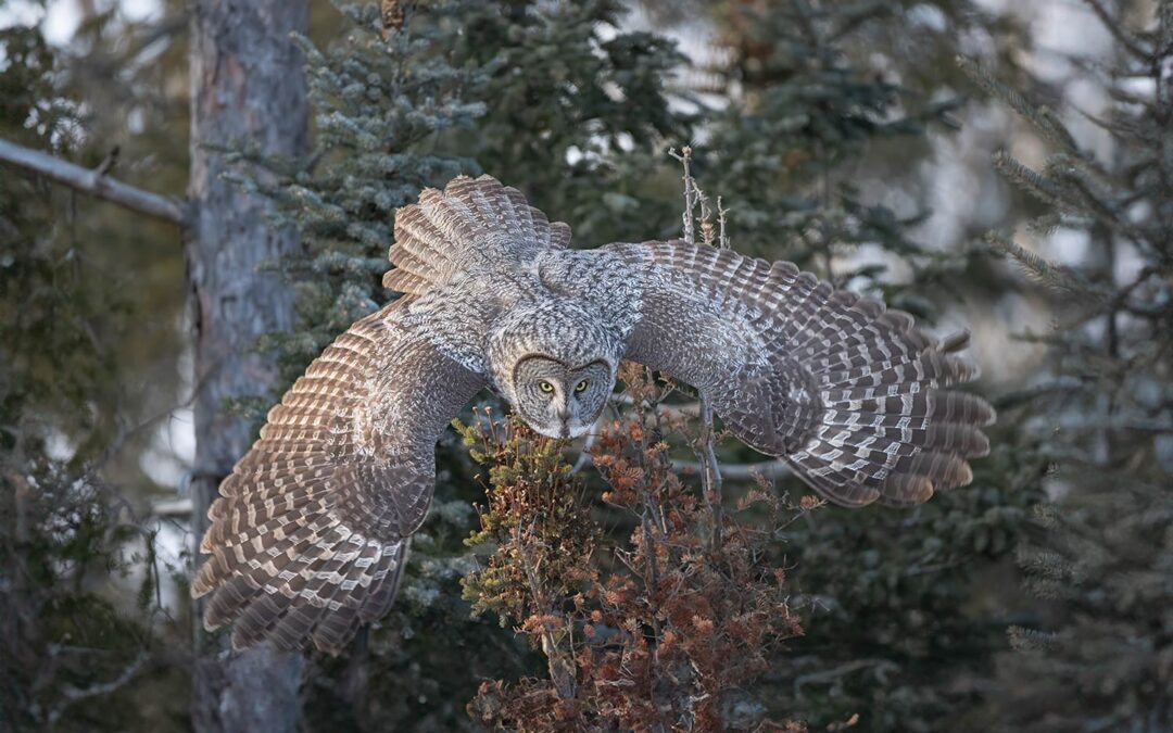 Great Gray Owls of Northern Minnesota