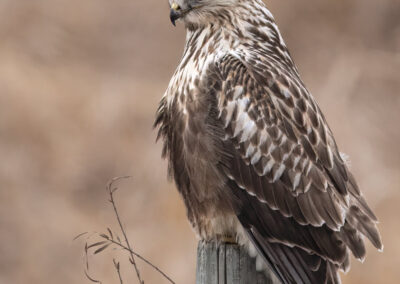 Rough Legged Juvenile