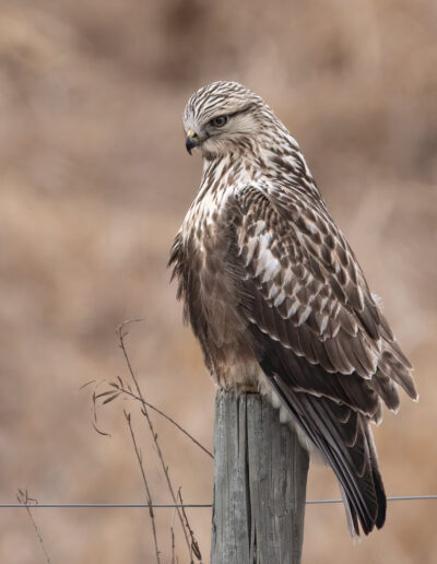 Rough Legged Juvenile