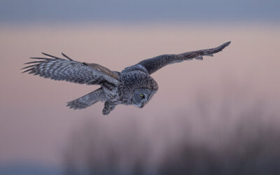 Great Gray Owls Part II February 22, 2025