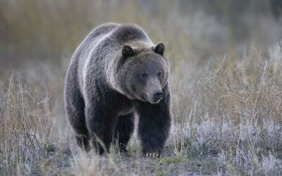 8 Hours in Yellowstone